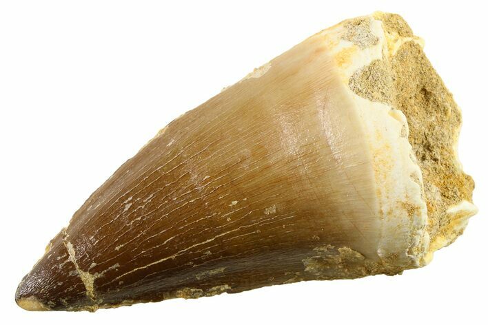 Fossil Mosasaur (Thalassotitan) Tooth - Morocco #341506